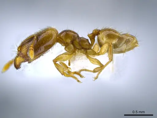 Pheidole sagittaria specimen