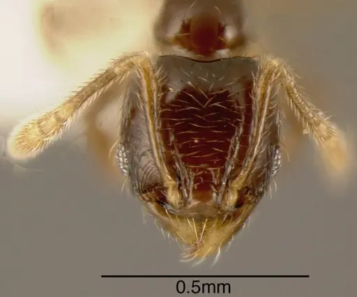 Pheidole sagittaria - CASENT0635521