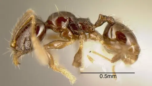 Pheidole sagittaria - CASENT0635521