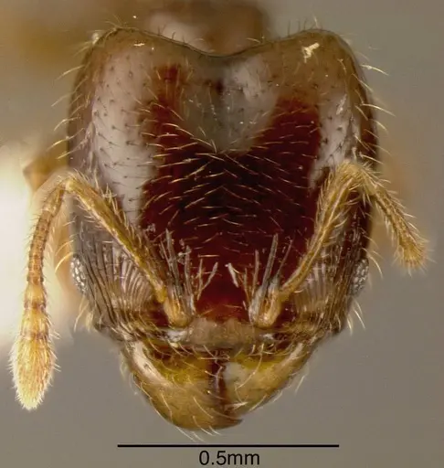 Pheidole sagittaria - INBIOCRI002279739