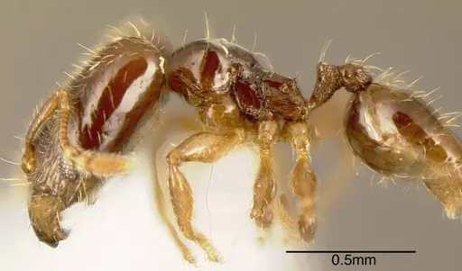 Pheidole sagittaria - INBIOCRI002279739