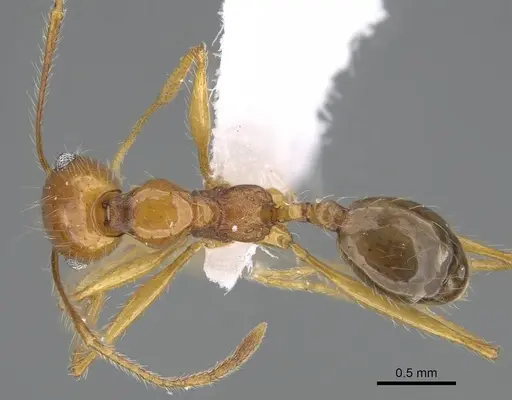 Pheidole sarae specimen