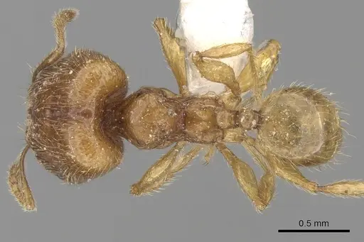 Pheidole sarawakana specimen