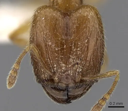 Pheidole sarawakana specimen