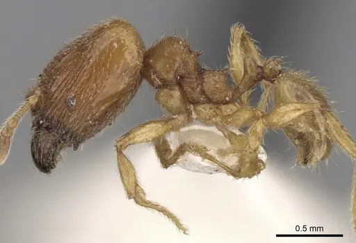 Pheidole sarawakana specimen