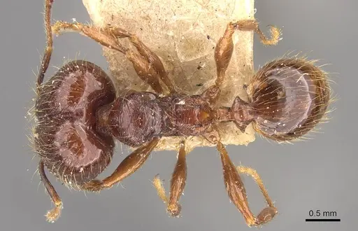 Pheidole sarcina specimen