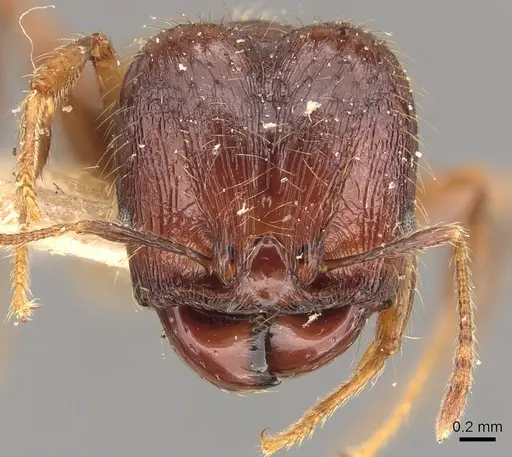 Pheidole sarcina specimen