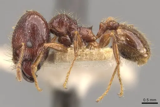 Pheidole sarcina specimen