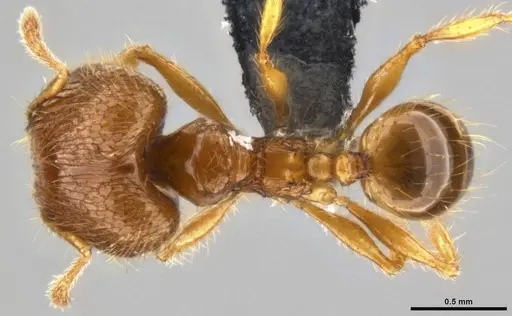 Pheidole sauberi specimen