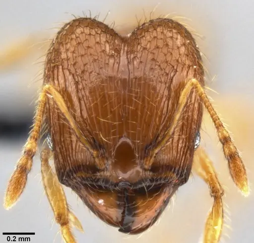 Pheidole sauberi specimen