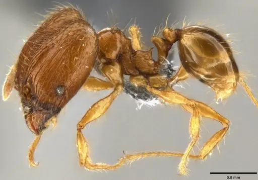 Pheidole sauberi specimen
