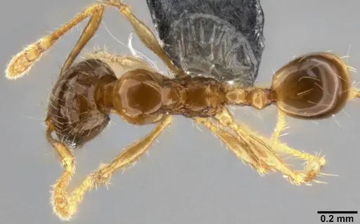Pheidole sauberi - CASENT0282609