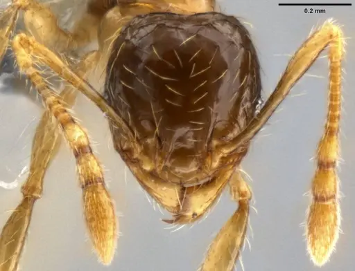 Pheidole sauberi - CASENT0282609