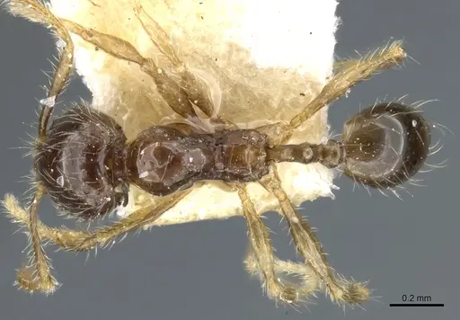 Pheidole sauberi - CASENT0904254