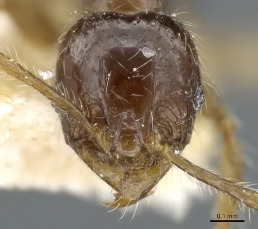 Pheidole sauberi - CASENT0904254