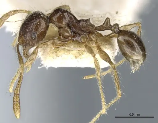 Pheidole sauberi - CASENT0904254