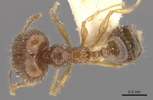 Pheidole sauberi - CASENT0907997