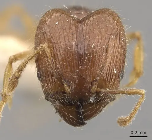 Pheidole sauberi - CASENT0907997