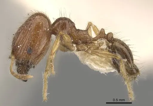 Pheidole sauberi - CASENT0907997