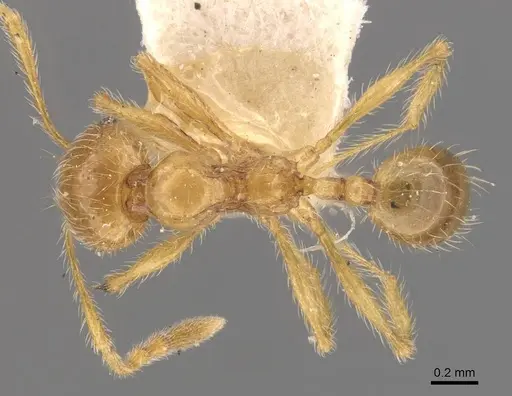 Pheidole sauberi - CASENT0907998