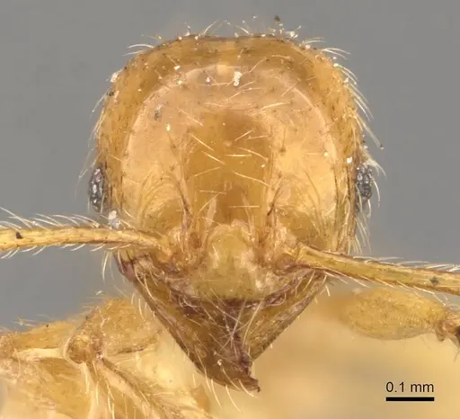 Pheidole sauberi - CASENT0907998