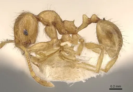 Pheidole sauberi - CASENT0907998