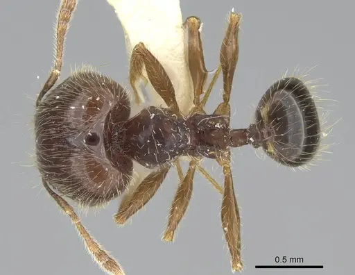 Pheidole sauberi - CASENT0919936