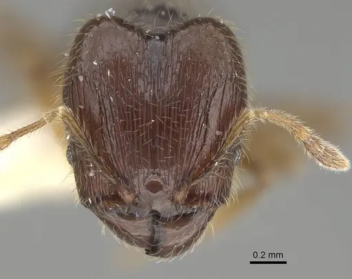 Pheidole sauberi - CASENT0919936