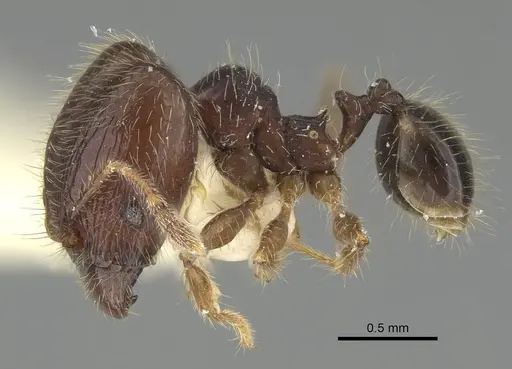 Pheidole sauberi - CASENT0919936