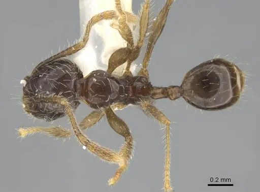 Pheidole sauberi - CASENT0919937