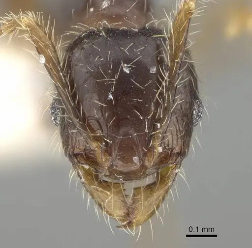 Pheidole sauberi - CASENT0919937