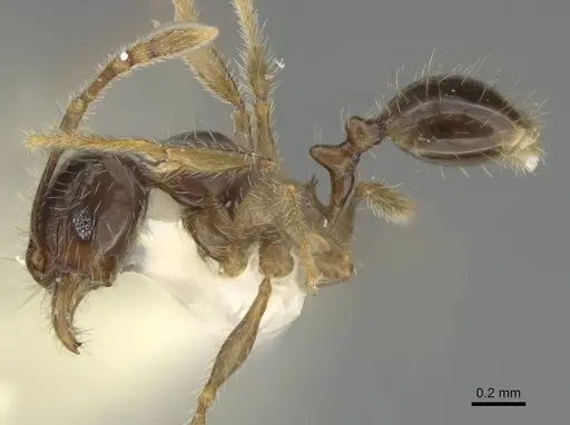 Pheidole sauberi - CASENT0919937