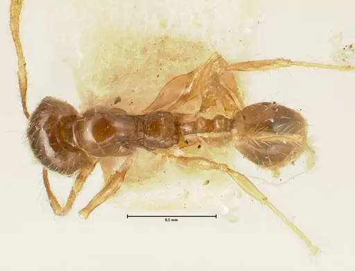 Pheidole sauberi - FOCOL1386