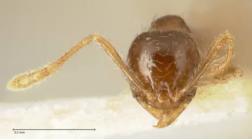 Pheidole sauberi - FOCOL1386