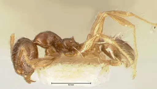 Pheidole sauberi - FOCOL1386