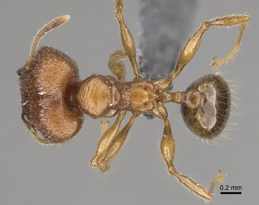 Pheidole sava specimen