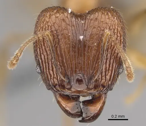 Pheidole sava specimen