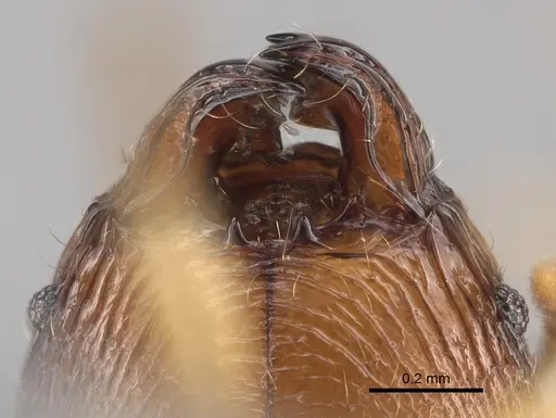 Pheidole sava specimen