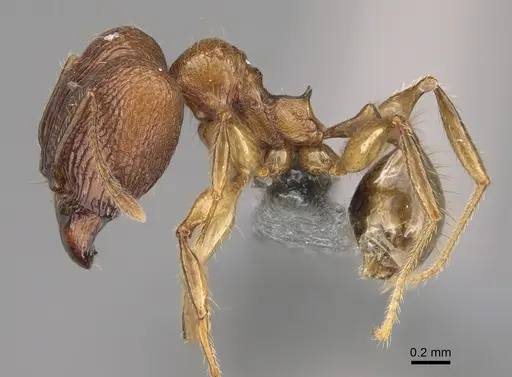 Pheidole sava - CASENT0808425