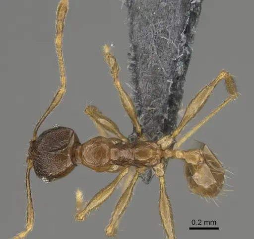 Pheidole sava - CASENT0923296