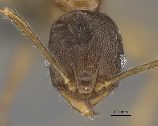 Pheidole sava - CASENT0923296