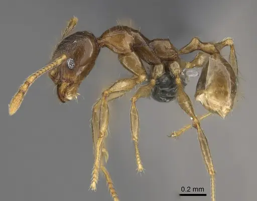 Pheidole sava - CASENT0923296