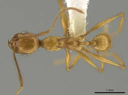Pheidole savegre specimen