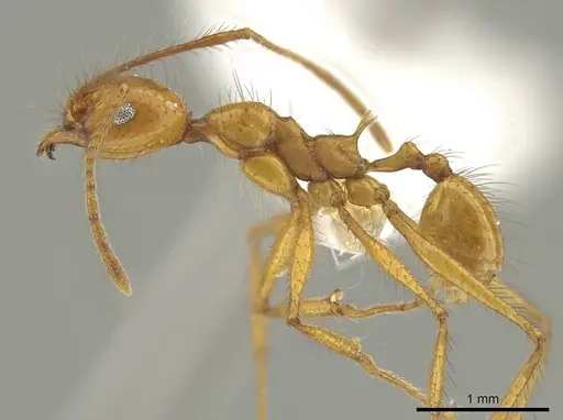 Pheidole savegre specimen