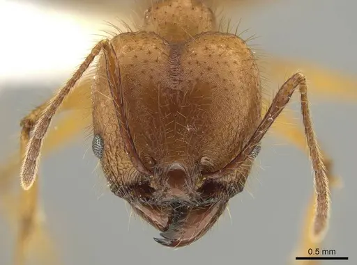 Pheidole savegre - CASENT0646332