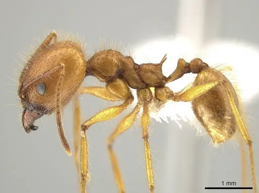 Pheidole savegre - CASENT0646332