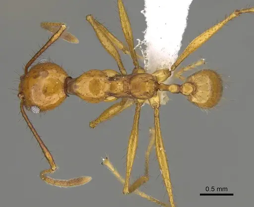 Pheidole savegre - CASENT0646336