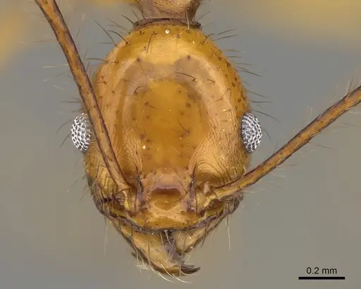 Pheidole savegre - CASENT0646336