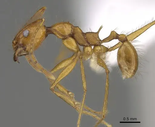 Pheidole savegre - CASENT0646336