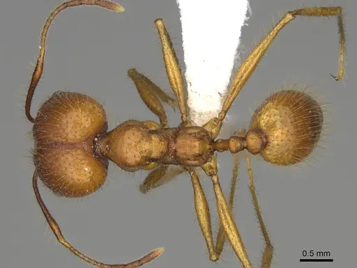 Pheidole savegre - CASENT0646339